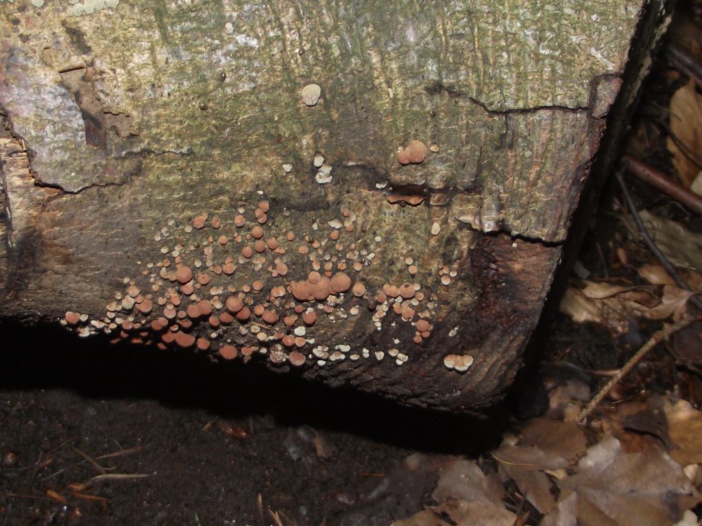 Rötliche Kohlenbeere - Blick von schräg oben. Die Rötliche Kohlenbeere wächst überwiegend an Buchenholz. Die kleinen Kügelchen werden kaum größer als 1 cm. 